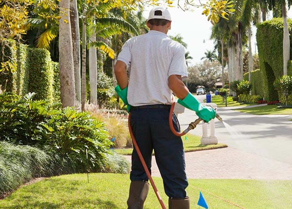About Dingess WV Pest Control
